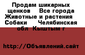 Продам шикарных щенков  - Все города Животные и растения » Собаки   . Челябинская обл.,Кыштым г.